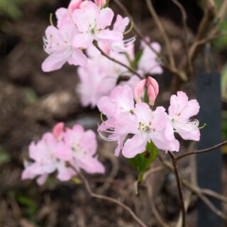 Rhododendronarter V-Y, Rhododendron vaseyi - fjärilsazalea