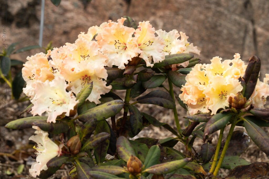 Rhododendron 'Villy's Star'