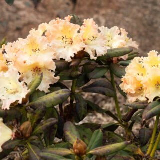 Rhododendron 'Villy's Star'