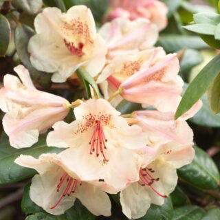 Rhododendronhybrider - Rhododendron 'Viscy'