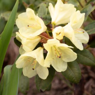 Rhododendronhybrider - Rhododenddron 'Goldinetta'