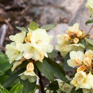 Rhododendron Wardii-grp 'Graf Lennart