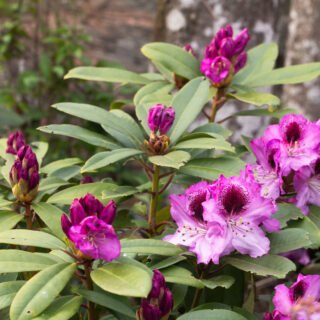 Rhododendronhybrider - Rhododendron 'Pfauenauge'