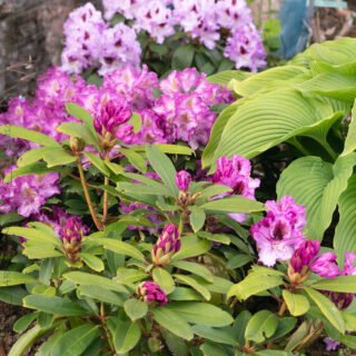 Rhododendronhybrider - Rhododendron 'Pfauenauge'