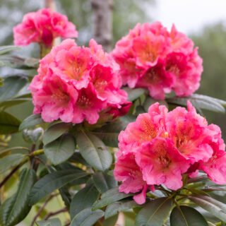 Rhododendronhybrider - Rhododendron 'Dolcemente'