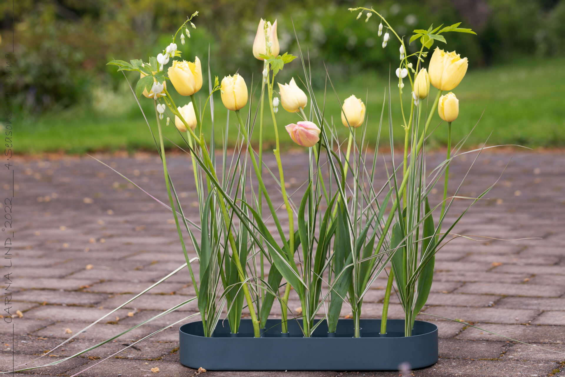 Jubel fylld med tulpaner