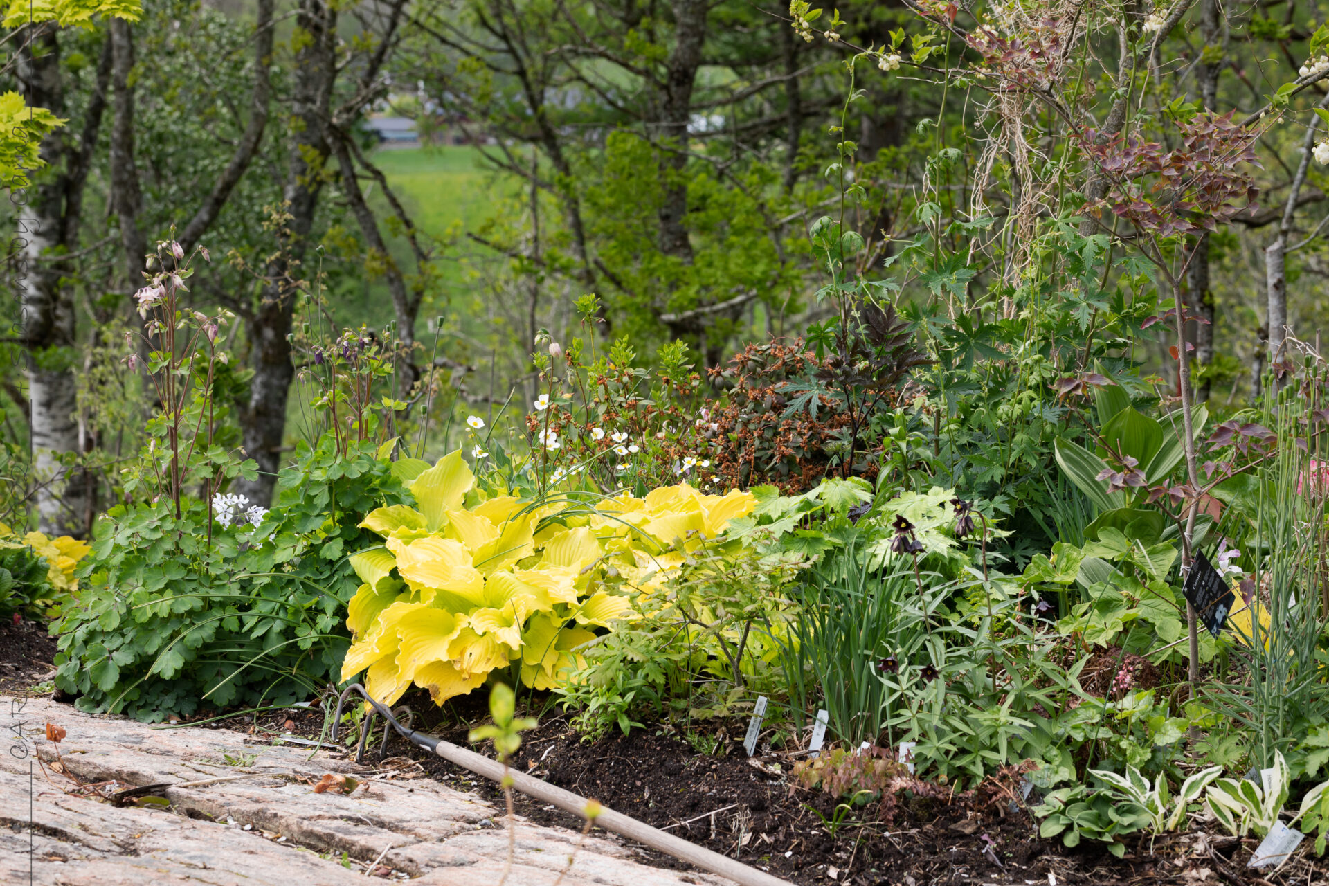 Maj-2022 - månadsbild från norra lunden