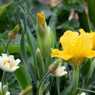 Iris pumila 'Orange Caper'