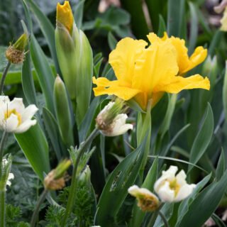 Iris pumila 'Orange Caper'