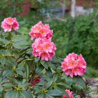 Rhododendronhybrider - Rhododendron 'Dolcemente'