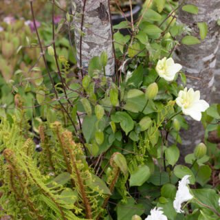 Försommar - Clematis 'Guernsey Cream'