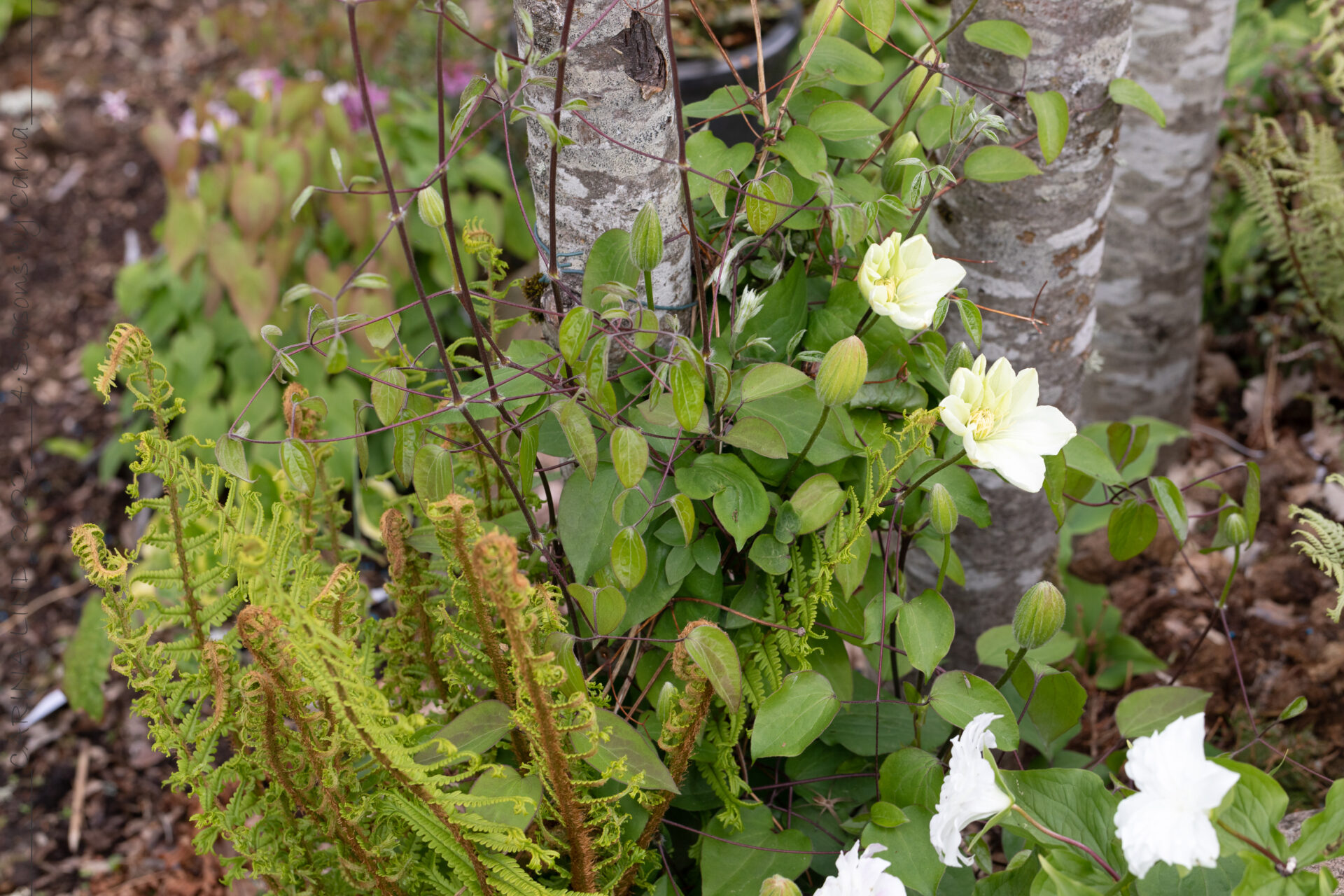 Försommar - Clematis 'Guernsey Cream'