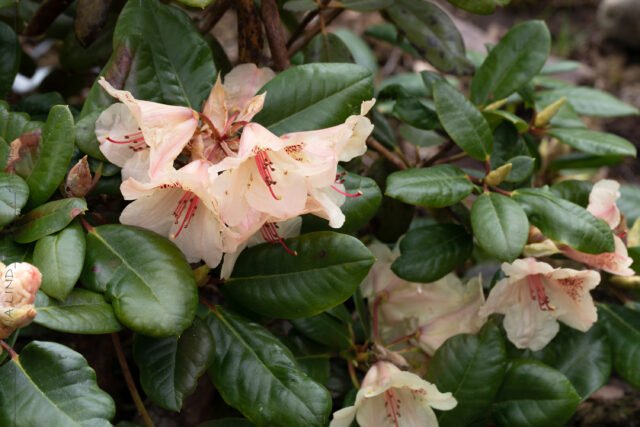 Guldvatten - Rhododendron 'Viscy'