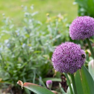 'Party Balloons' - allium hybrid