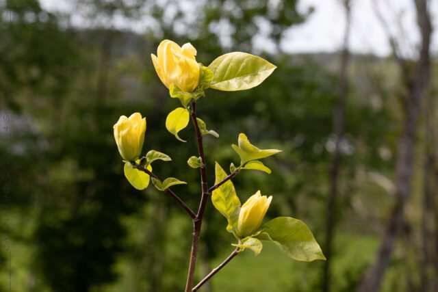 Magnoliablomningen - Magnolia 'Yellow Bird'