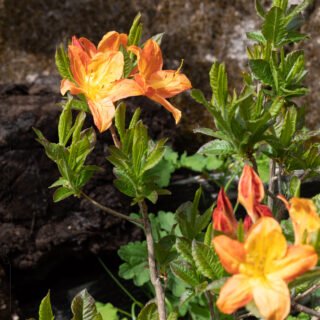 Rhododendron 'Arneson Gem'