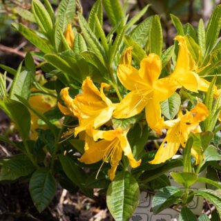 Rhododendron luteum 'Goldpracht'
