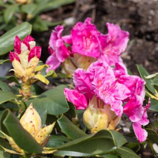 Rhododendronhybrider - Rhododendron 'Claudine'
