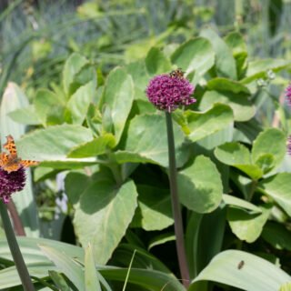 'Ostara' - allium hybrid