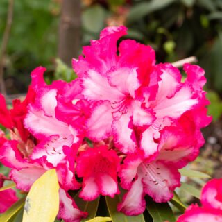 Rhododendron 'Flora Danica'
