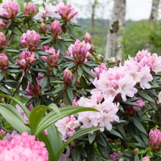 Rhododendron 'Redwood'