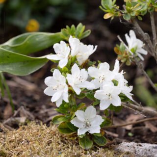 Rhododendron 'Kermesina Weiss'