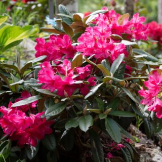 Rhododendronhybrider - Rhododendron 'Walküre'
