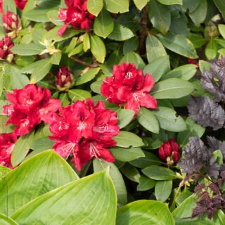 Rhododendronhybrider - Rhododendron 'Karl Naue'