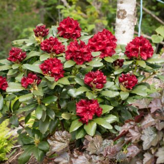 Rhododendronhybrider - Rhododendron 'Cherry Kiss'