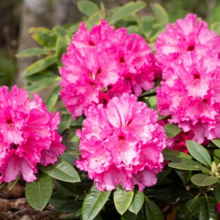 Rhododendron 'Ilka'