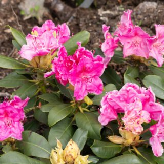 Rhododendronhybrider - Rhododendron 'Claudine'