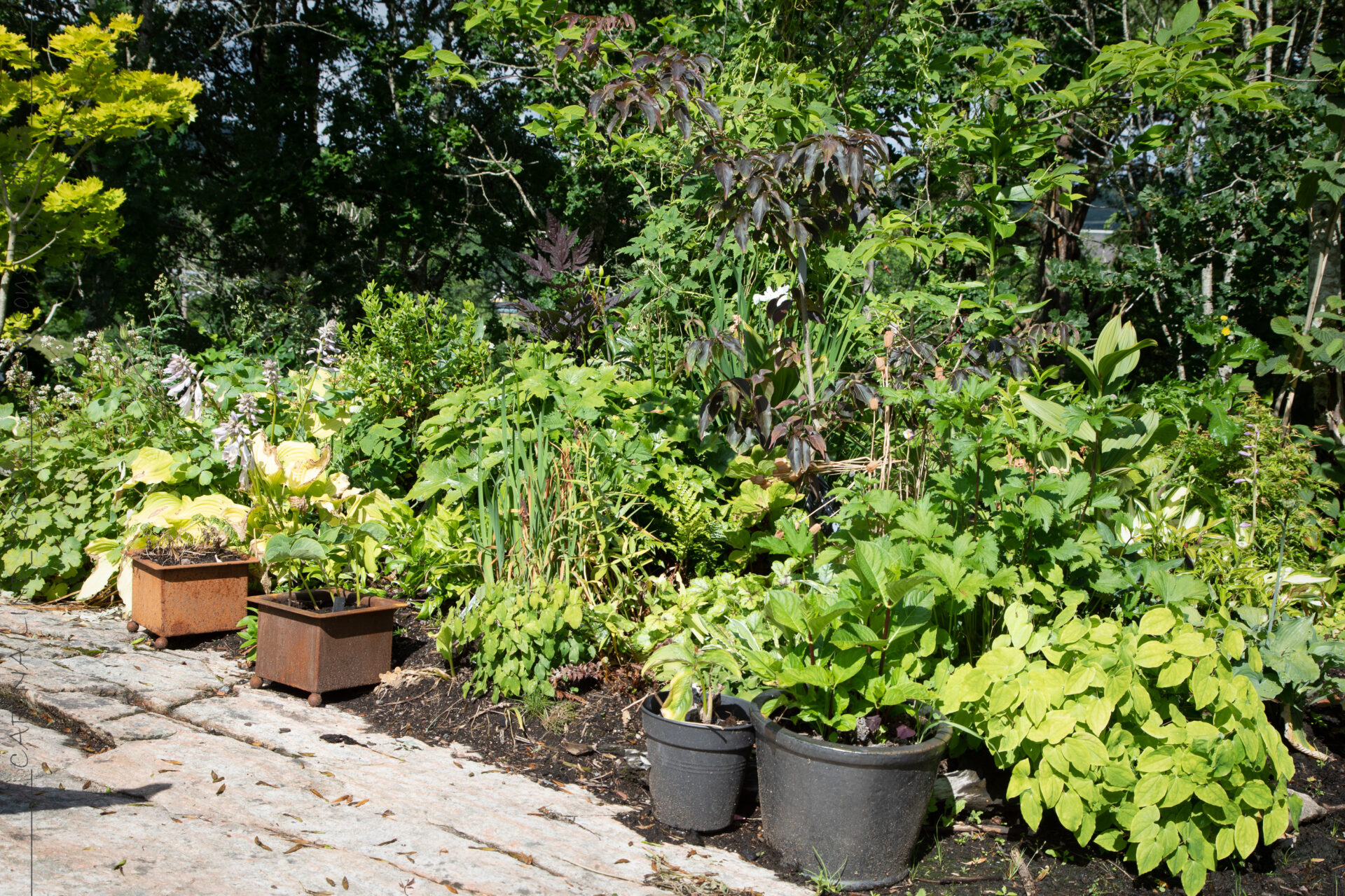 juni-2022 - norra lunden