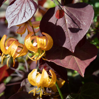 Värmebölja - Cercis canadensis 'Forest Pansy' och Lilium hansonii