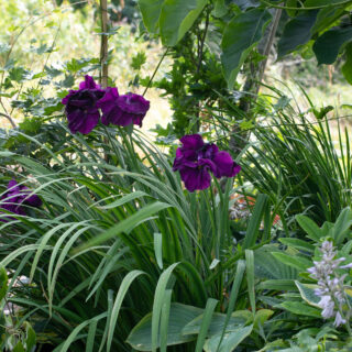 Iris ensata 'Early Exuberance', japansk iris