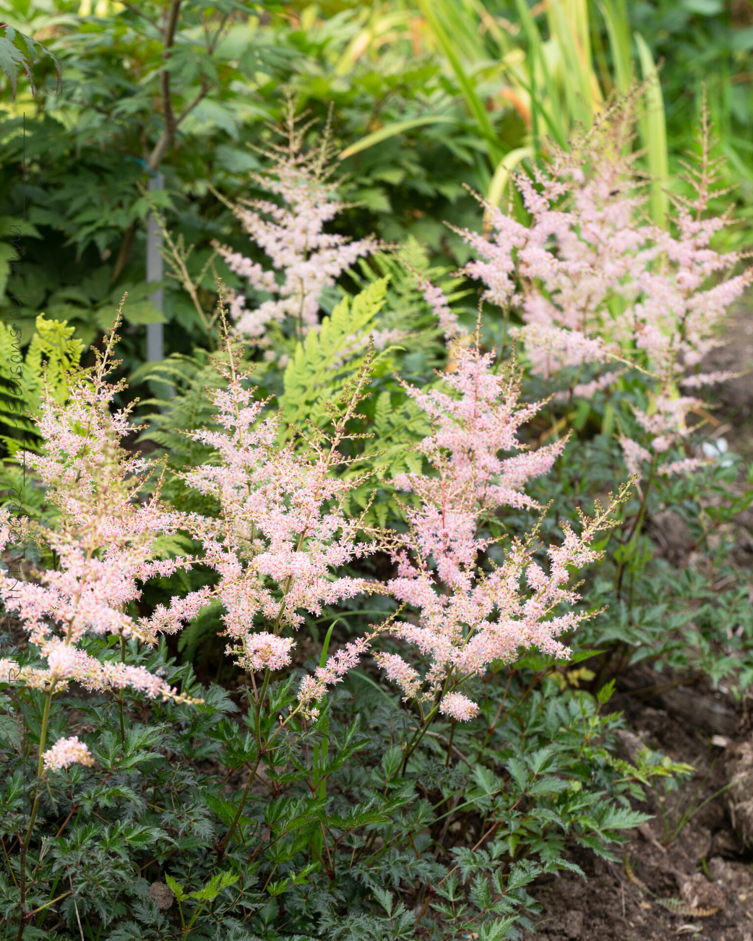 Värmebölja - Astilbe simplicifolia 'Hennie Graafland'