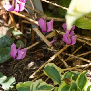 Cyclamen purpurascens - alpcyklamen
