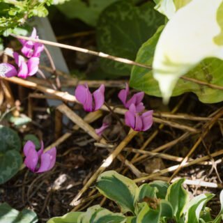 juli-2022 - Cyclamen purpurascens, alpcyclamen