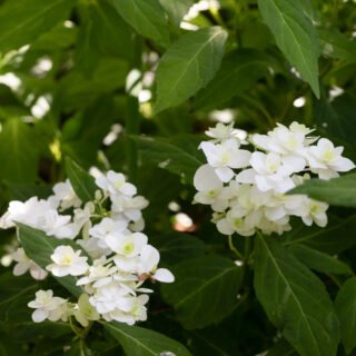 hortensia - Hydrangea serrata 'Fuji no taki'