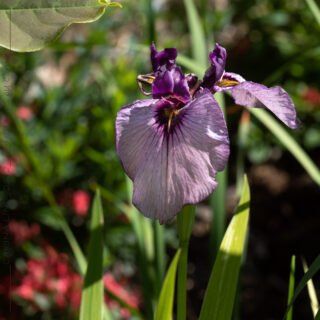 20220706_0002-iris-pseudata-kurokawa-noh