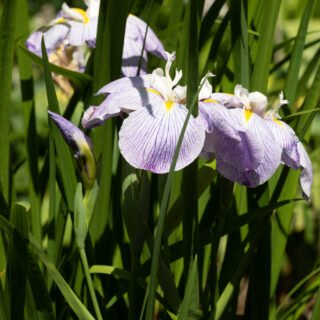 Ensata hybrider - Iris ensata 'Aquamarine'