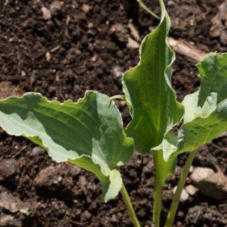 Medium Hosta 'Tears in Heaven'