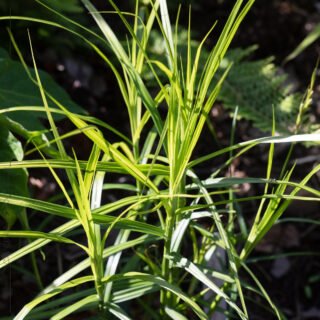 Carex muskingumensis 'Silberstreif'