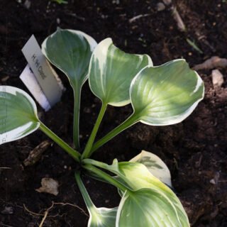 Hostor H - Hosta 'Hi-Class'