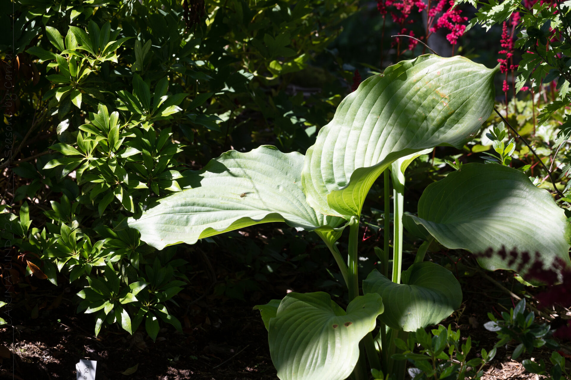 God fortsättning - Hosta 'Empress Wu'