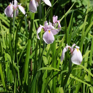 Iris laevigata 'Rose Queen'