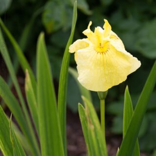 Pseudatahybrider - Iris pseudata 'Aichi no kagayaki'
