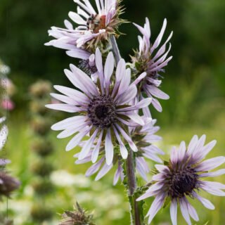 20220716_0168-berkheya-purpurea B - Berkheya purpurea, tistelaster