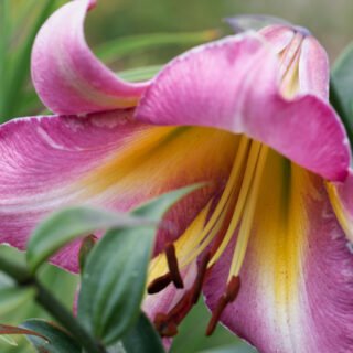 Lilium 'Beijing Moon'