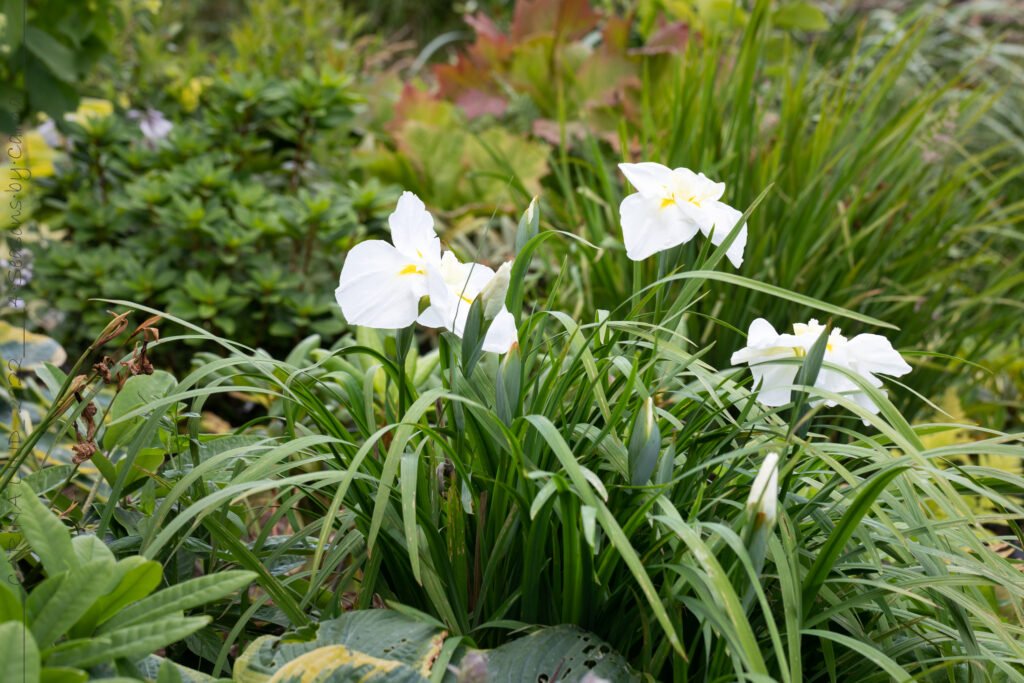 Japansk iris - Iris ensata 'Ling'