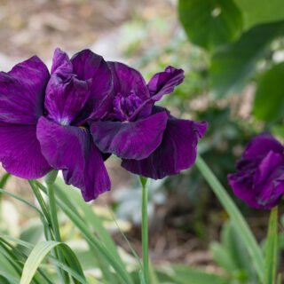 'Early Exuberance', japansk iris